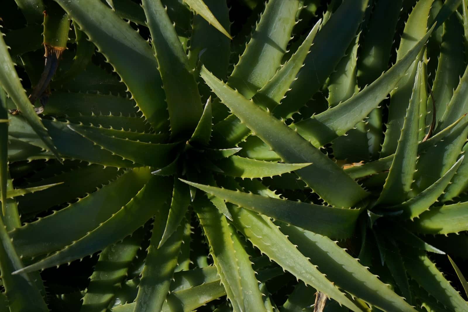 Kako spasiti umiruću aloe vera biljku?